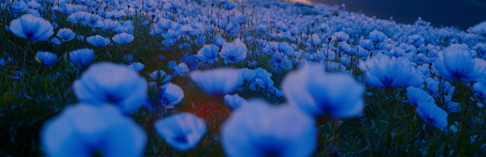 Blue wildflowers blooming in a field at dusk