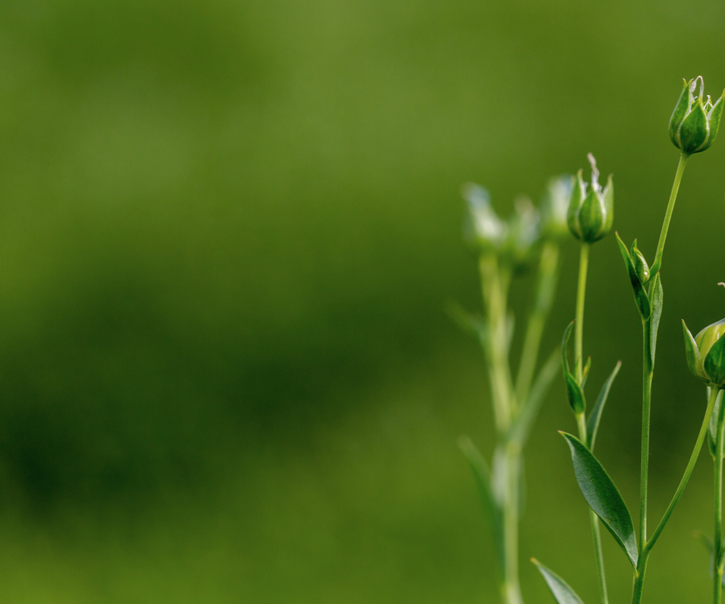 Close-up of green plant stems with soft blurred background