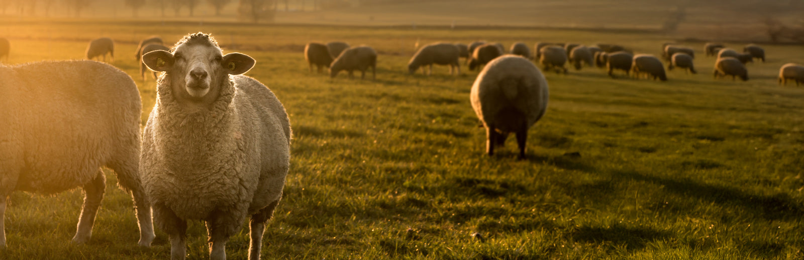 Sheep standing in sunlit pasture during golden hour with soft countryside landscape in background